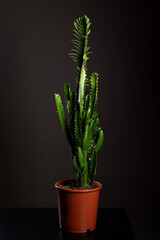 Euphorbia accrurensis, decorative home vase, home decoration, on black background,