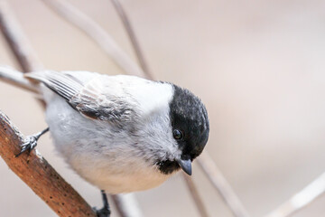 Naklejka premium 北海道洞爺湖町、森の中で木枝にとまるコガラ【4月】