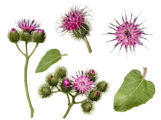 Burdock flower with leaf and buds set isolated on white background