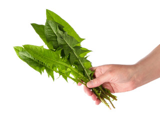 Human hand holds bouquet of green fresh leaves isolated on white background