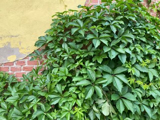 brick wall with ivy
