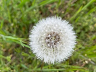 dandelion in the grass