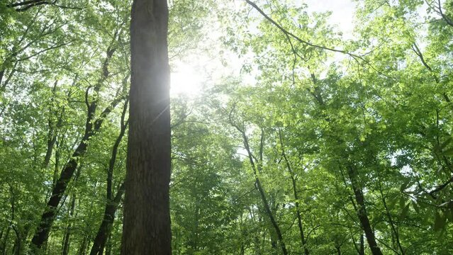 Slow moton looking up at trees in Pisgah National Forest in Appalachian mountains in North Carolina