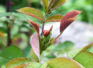 ladybird on a leaf © Yelena