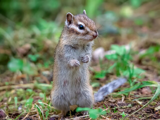 Chipmunk standing on its hind legs in the forest and carefully looking around.