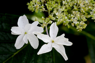 白い花と黒色背景