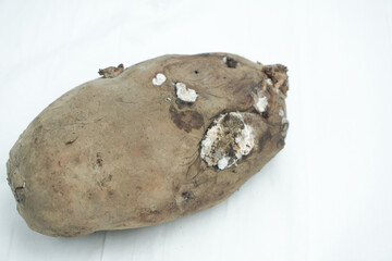 Rotten potato with copy space, isolated on white