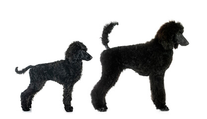 standard poodles in studio