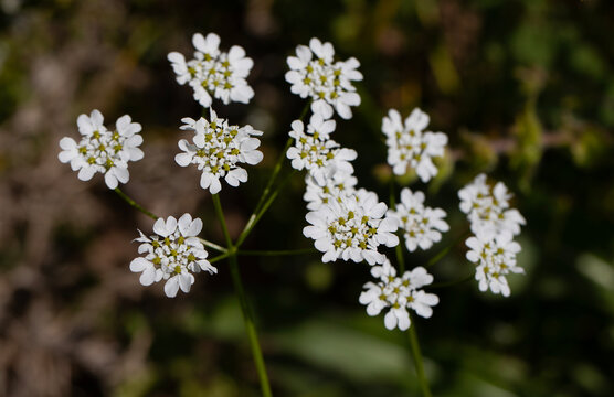 Iberis saxatilis is a Brassicaceae with white flowers