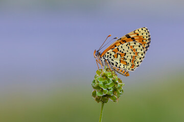 red butterfly on green plant, Persian Fritillary, Melitaea persea