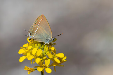 brown butterfly on yellow flower, Riley's Hairstreak, Satyrium marcidum