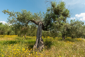Olivenbäume mit blühender Wiese im Frühjahr in der Toskana