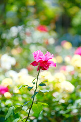 バラ園の綺麗なバラの花
