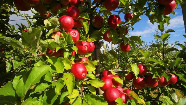 Apple trees with red apples. Growing apples. Apple orchard with apples. Apple garden. Ukrainian apples. 