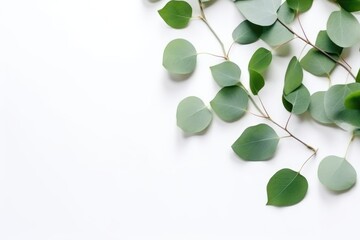 Obraz premium Eucalyptus leaves on white background. Flat lay, top view, copy space. Generative AI