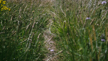 grass in the grass, a narrow path with grass