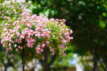 バラ園の綺麗なバラの花
