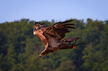 golden eagle in flight