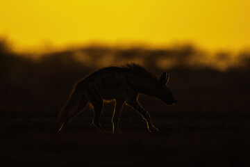 Striped Hyena In Golden Hour