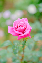 バラ園の綺麗なバラの花