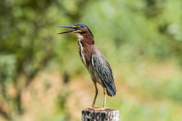 A green heron ( Butorides virescens), perched outdoors with its beak open from the heat in Costa Rica.