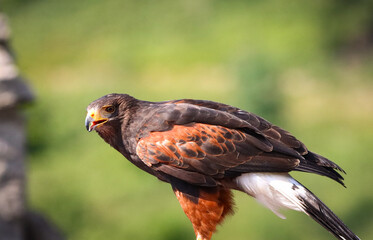 dessert buzzard bird of prey