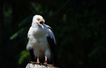 portrait of a palm vulture