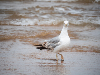 seagull at the seashore