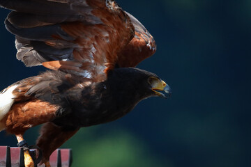 desert buzzard in flight