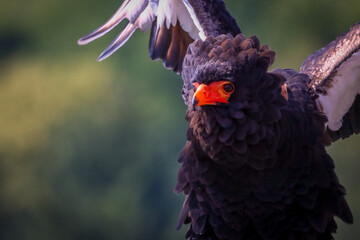 jester bird spread wings