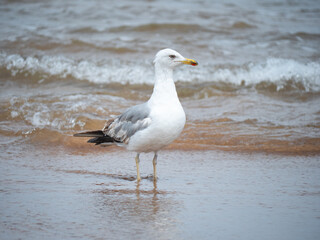 seagull at the seashore