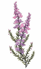 Branch heather mother's day mom vector print purple flowers
blossom Valentine's day