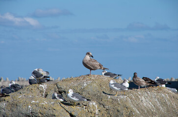 seagulls on the rocks