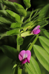 canavalia rosea pink flower macro