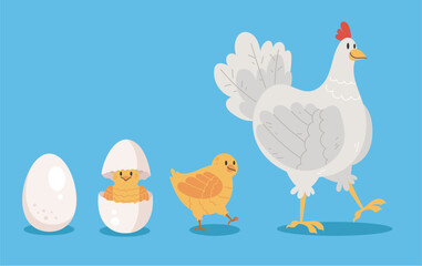 Chicken bird life process stage circle concept. Vector graphic design illustration
