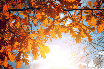Autumn background with yellow oak leaves and sun rays.