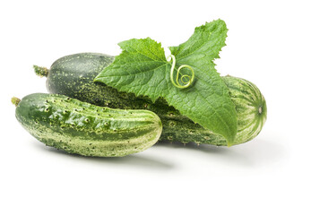 Cucumbers and leaf with spiral tendril isolated on white background