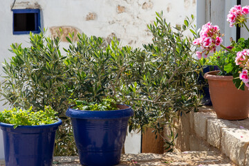 Fototapeta na wymiar mediterranean plants in flower pots, olive trees