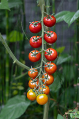 収穫期のミニトマト