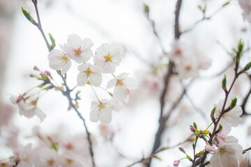 Blossom winter pink sakura flower on tree brance