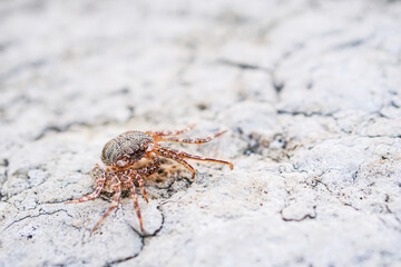 Red ghost crabs on the beach 