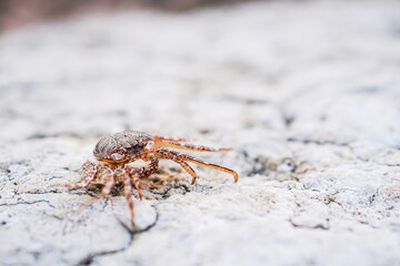 Red ghost crabs on the beach 
