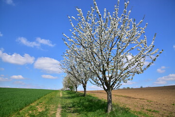 Fototapeta na wymiar Blooming trees and spring flowers by the road in spring time. Spring in Bohemia.