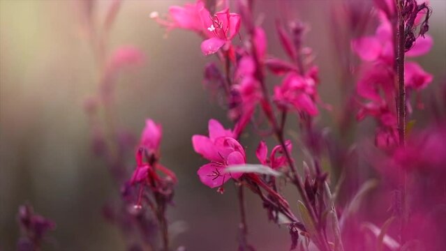 Gaura red flowers blooming in a garden, spring gaur lindheimeri or whirling butterflies in the morning sun, macro, romantic country cottage garden, closeup. Pink Flowers on flower bed, slow motion 