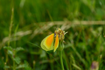 Zitronenfalter auf Blüte 
