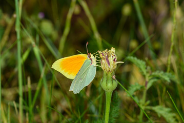 Zitronenfalter auf Blüte 