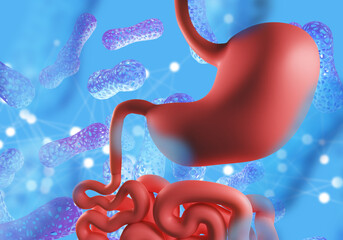 Gastrointestinal tract. Digestive microbiota. Probiotic bacteria. Microbiome of stomach. Human digestive system. Useful microbiota to fight gastritis. Probiotic substances. 3d image