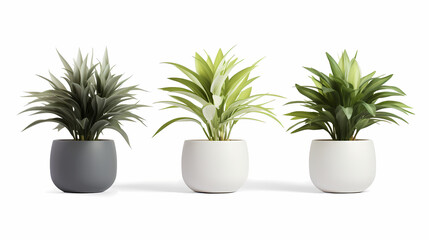 Collection of minimal plants on pot or vase, isolated on white background.