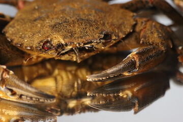 delicious seafood pubescent crab tongs crustacean tweezers