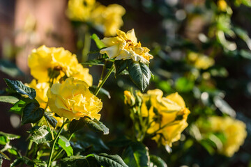 Blühende Rosen, gelb